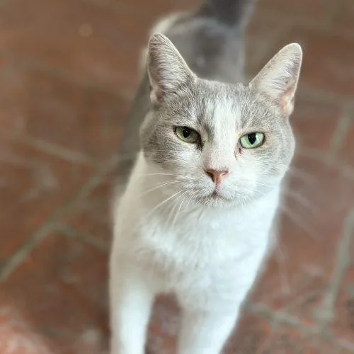 An adult medium-sized female Domestic Short Hair cat named Azure for adoption in Tipp City, OH