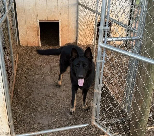 A young large-sized female Bicolor German Shepherd Dog dog named Bella for adoption in Roswell, GA