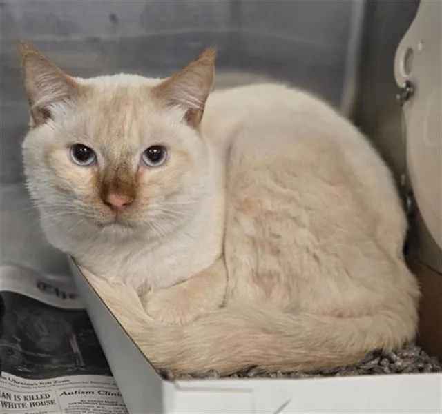 A young medium-sized male Domestic Short Hair cat named Mike for adoption in Dallas, TX