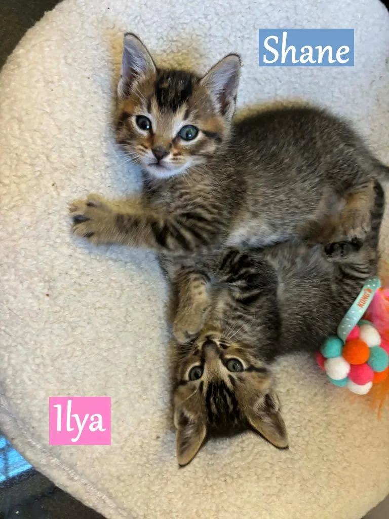 A baby medium-sized male Domestic Short Hair cat named Ilya for adoption in Hoover , AL