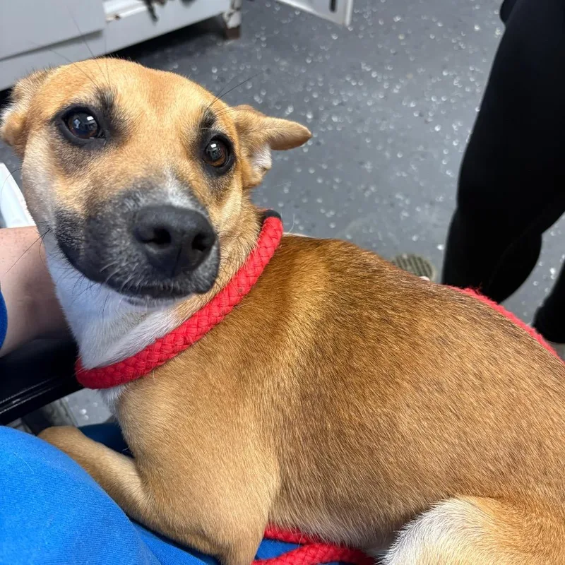 A young medium-sized female Brown / Chocolate Mixed Breed dog named Rodricka for adoption in Columbiana, AL