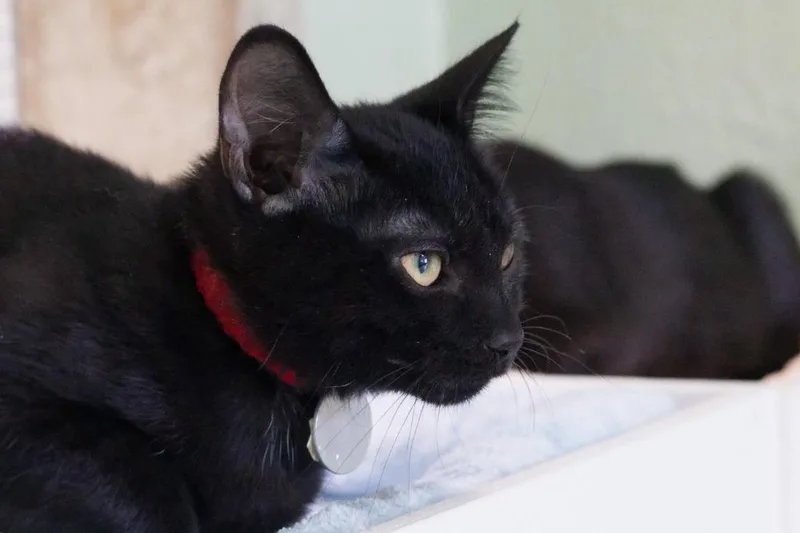 A baby medium-sized female Domestic Short Hair cat named Miss Scarlet for adoption in Hot Springs, AR