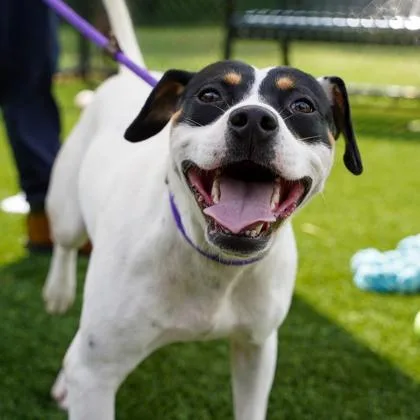 An adult large-sized male Black Mixed Breed dog named Timmy for adoption in Atlanta, GA