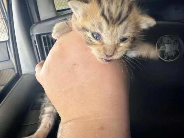 A baby small-sized female Domestic Short Hair cat named Ginger for adoption in Dallas, TX