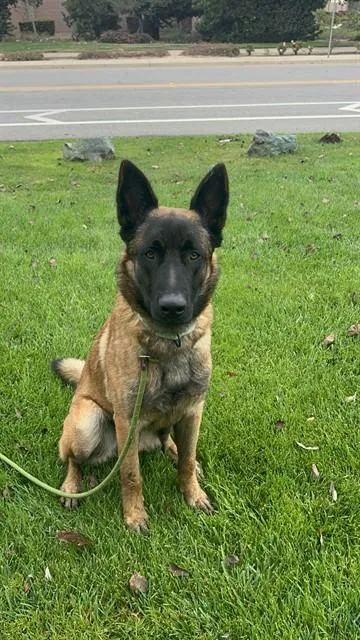 A young large-sized male Belgian Shepherd / Malinois dog named Seo for adoption in Santa Barbara, CA