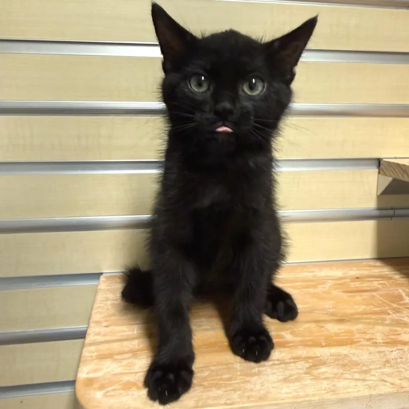 A baby small-sized male Domestic Medium Hair cat named Licorice for adoption in Naples, FL