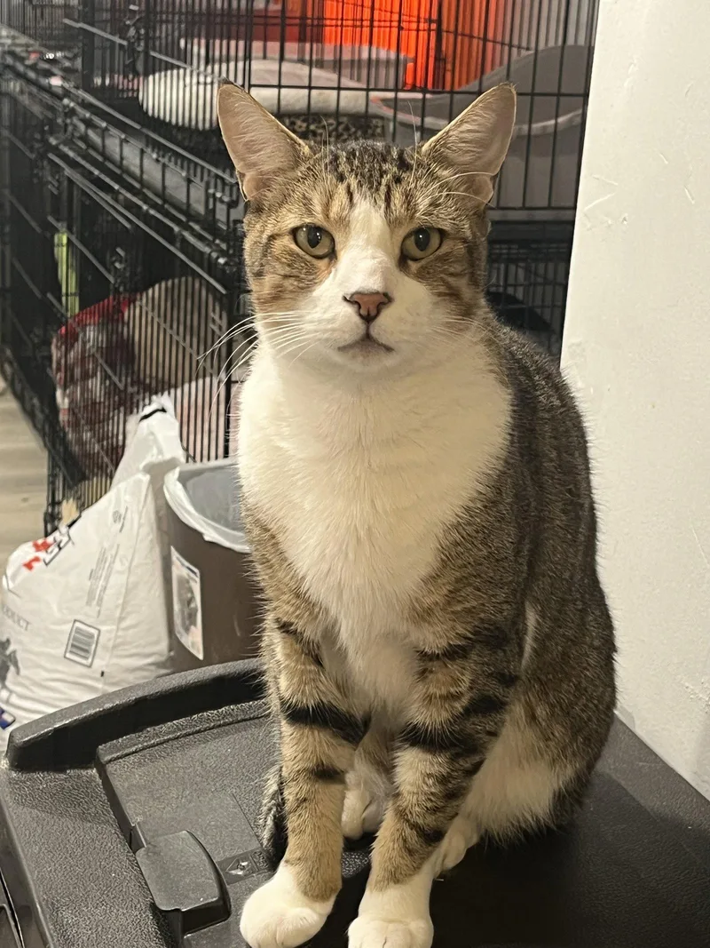 An adult medium-sized male Domestic Short Hair cat named Captain for adoption in Broomall, PA