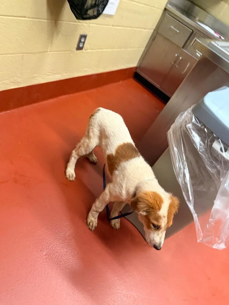 A baby medium-sized male Mixed Breed dog named Marley for adoption in Douglasville, GA