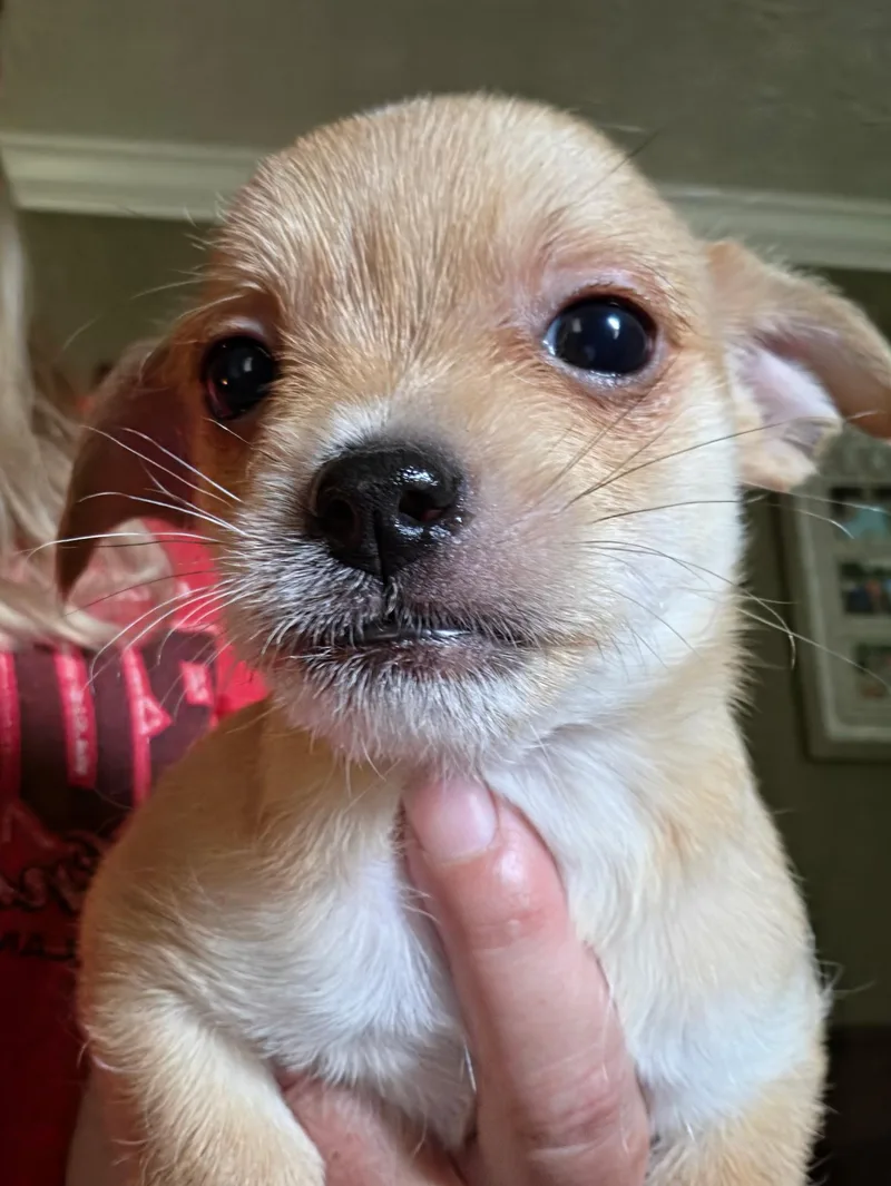 A baby small-sized male Chihuahua dog named Maui for adoption in Winder, GA