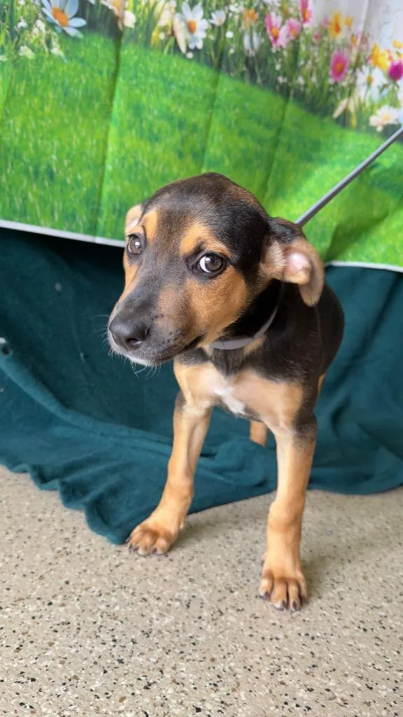 Raspberry  Sponsored By