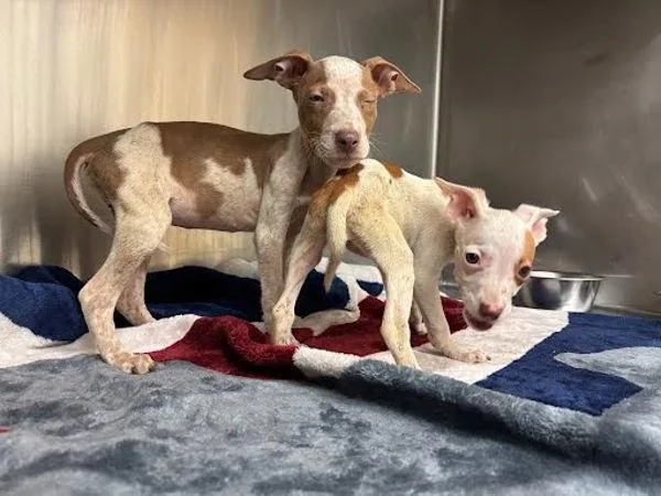 A baby small-sized male Australian Cattle Dog / Blue Heeler dog named Odie for adoption in Austin, TX
