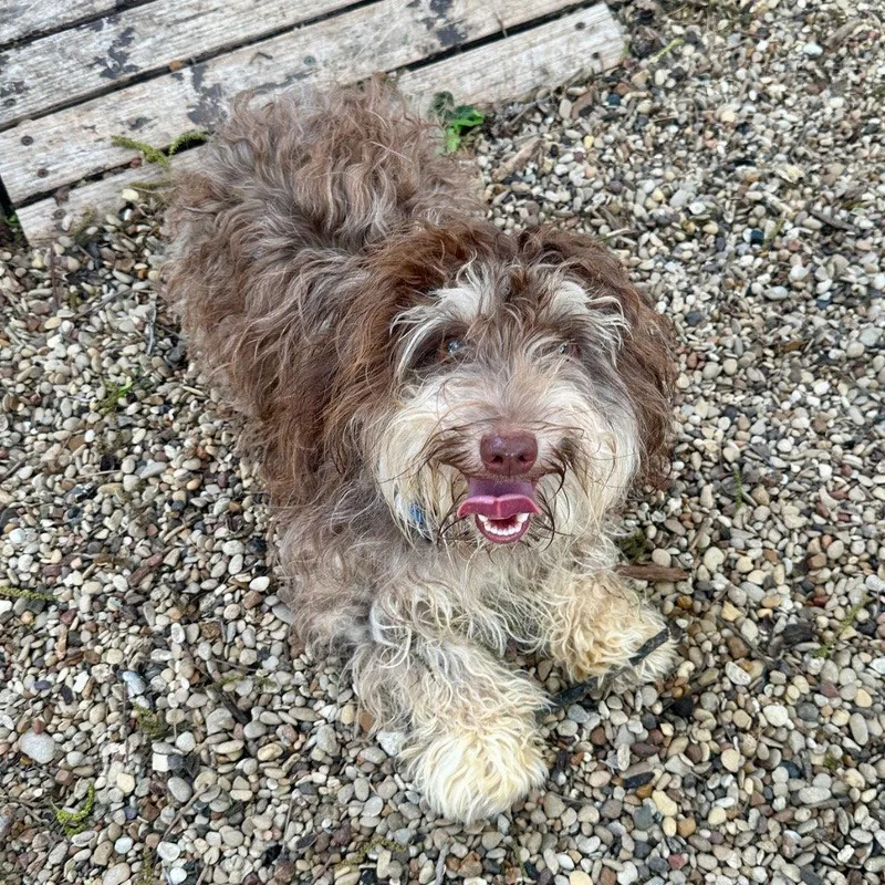 A young small-sized male Havanese dog named Cleo for adoption in Bloomfield, CT