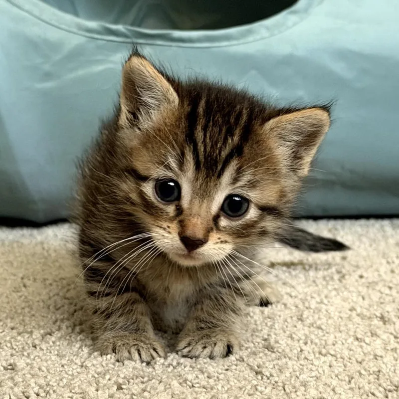 A baby small-sized male Brown / Chocolate Domestic Short Hair cat named Pinto for adoption in Long Beach, CA