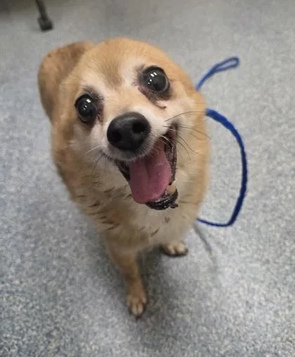 A senior small-sized male Chihuahua dog named Buddy for adoption in Westland, MI