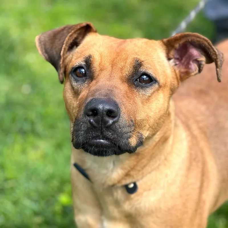 An adult large-sized female Yellow / Tan / Blond / Fawn Mixed Breed dog named Kalani for adoption in Huntington, WV