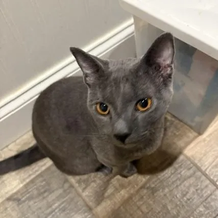 A young medium-sized male Gray / Blue / Silver Domestic Short Hair cat named Sebastian for adoption in Stockholm, WI