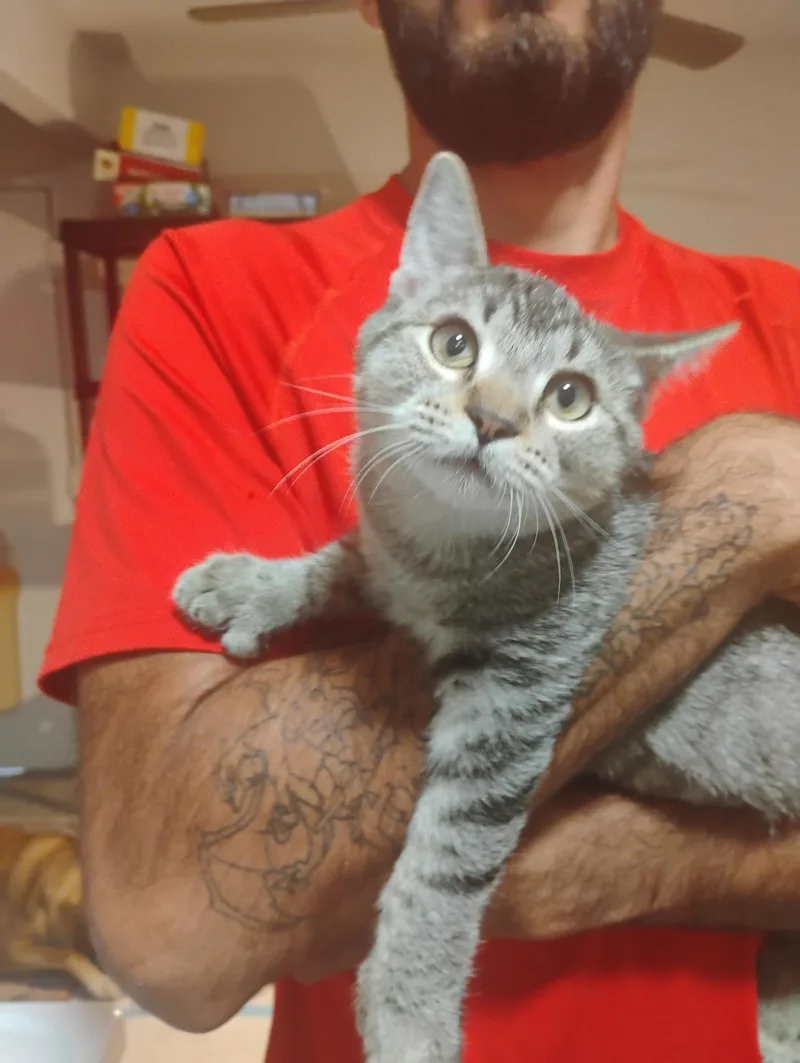 A baby medium-sized male Tabby cat named Berri aka Bear for adoption in Vacaville, CA