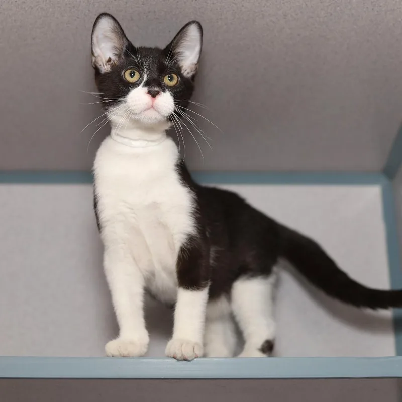 A baby small-sized male Black Domestic Short Hair cat named P.t. for adoption in Evansville, IN