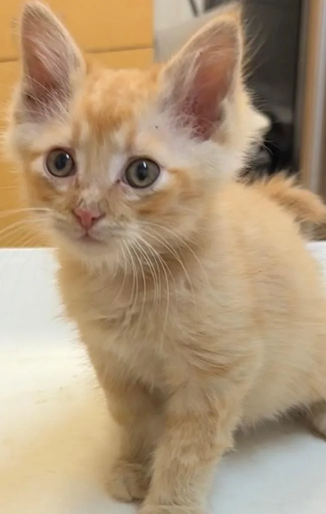 A baby small-sized male Domestic Medium Hair cat named Poseidon for adoption in Elizabethton, TN