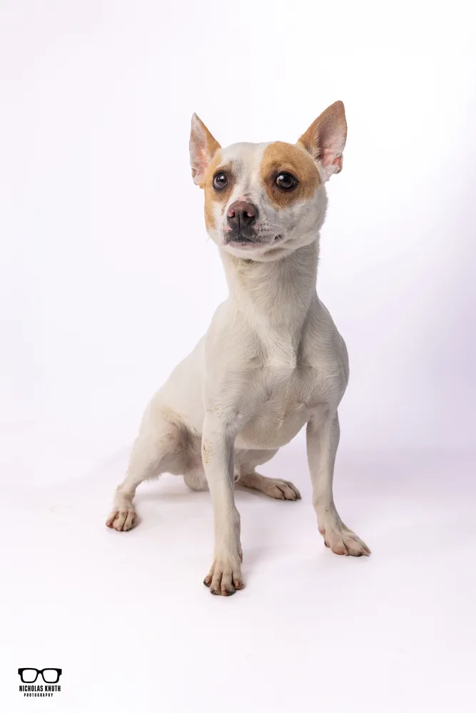 Scrappy Doo thumbnail 5