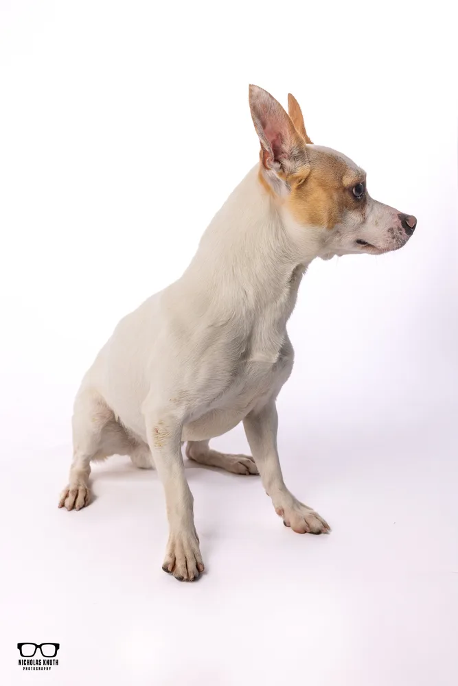 Scrappy Doo thumbnail 2