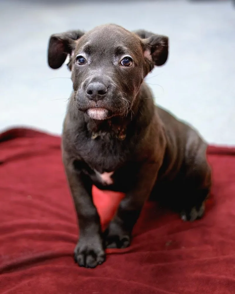 A baby medium-sized male Pit Bull Terrier dog named Puppies for adoption in Teterboro, NJ