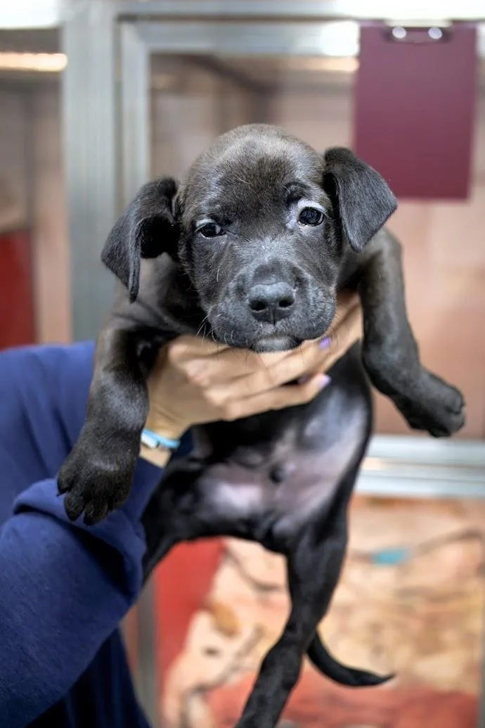 Puppies thumbnail 2