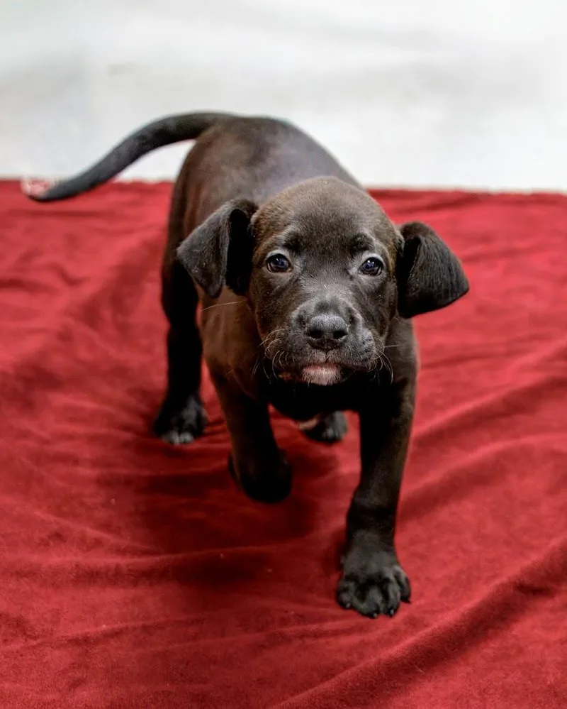 Puppies thumbnail 3