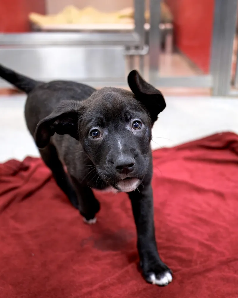 Puppies thumbnail 4