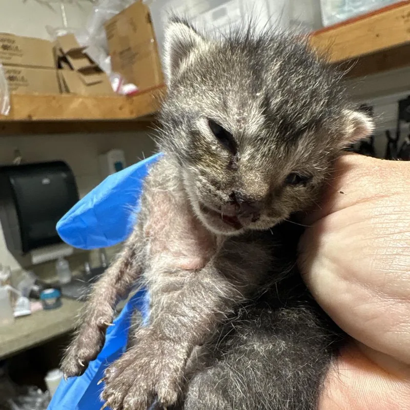 A baby small-sized female Gray / Blue / Silver Domestic Short Hair cat named Dumpling for adoption in Milton, FL