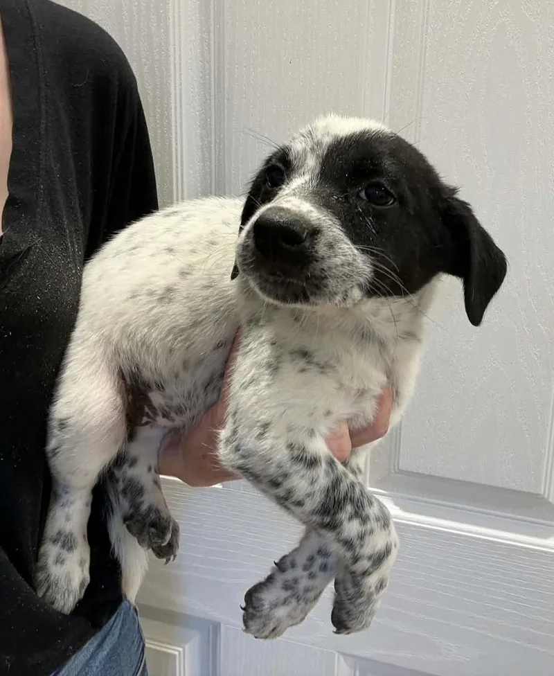 A baby small-sized female Border Collie dog named French Vanilla for adoption in Havertown, PA