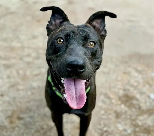 A young large-sized male Pit Bull Terrier dog named Silas for adoption in Tucson, AZ