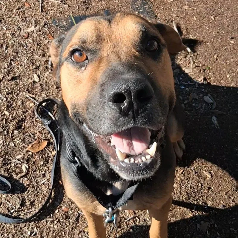 An adult medium-sized male Black Mixed Breed dog named Chopper for adoption in West Palm Beach, FL