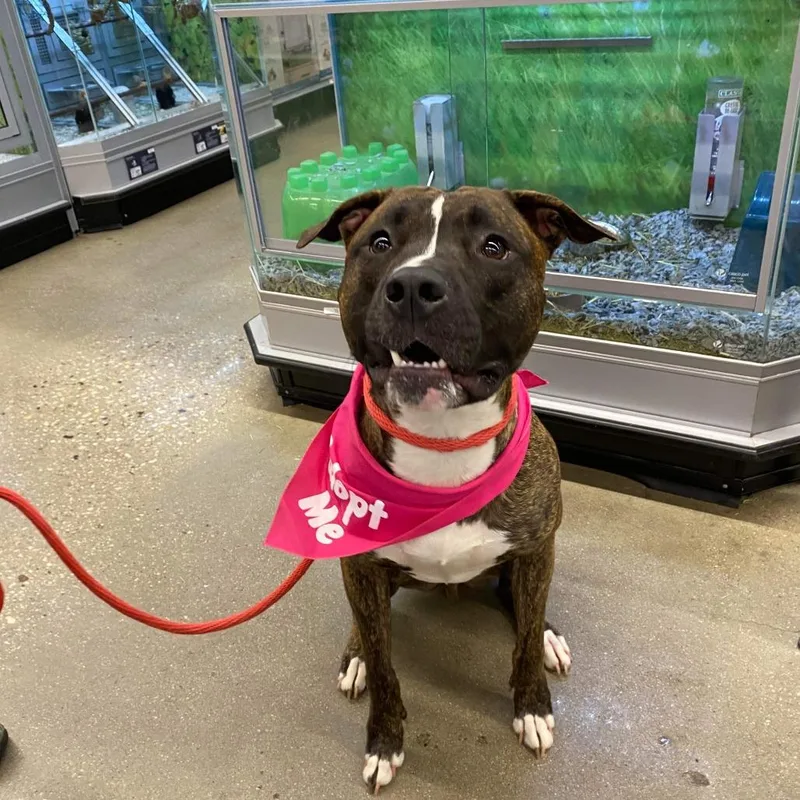 An adult large-sized male Brindle American Staffordshire Terrier dog named Sevyn for adoption in Long Island City, NY
