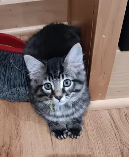 A baby small-sized male Domestic Medium Hair cat named D`artagnan $ @ Petco for adoption in Seneca, SC