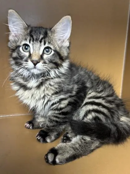 D`artagnan $ @ Petco thumbnail 2