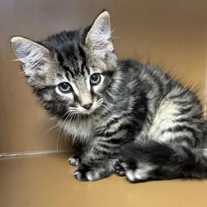 D`artagnan $ @ Petco thumbnail 3