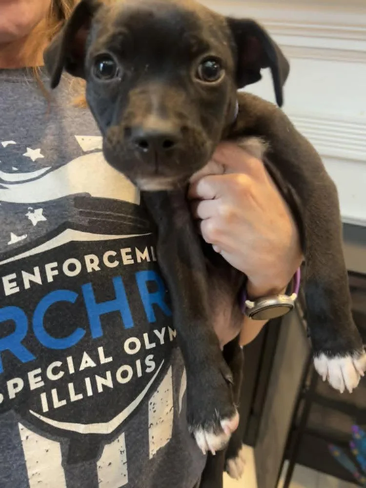 A baby medium-sized male Tricolor (Brown, Black, & White) Black Mouth Cur dog named Cooper for adoption in Peoria, IL