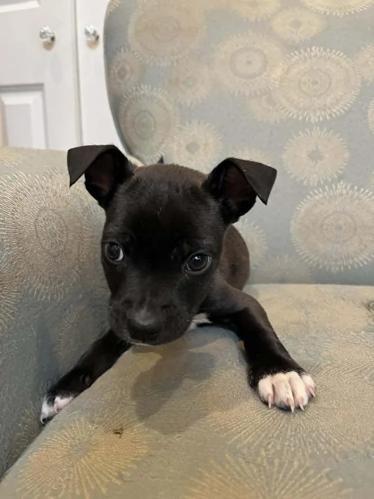Cooper thumbnail 3