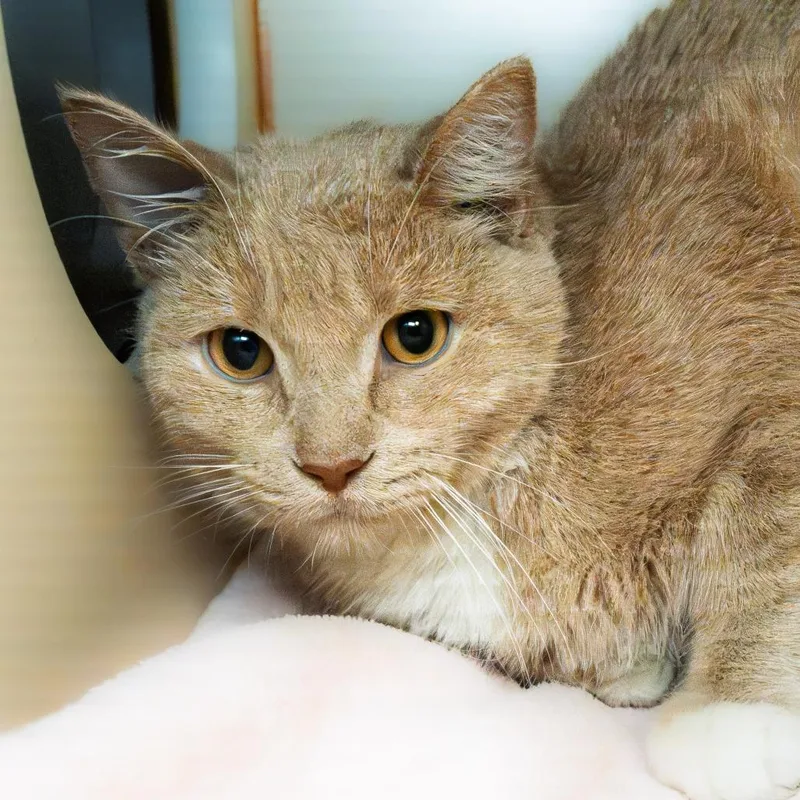 An adult medium-sized male Buff / Tan / Fawn Domestic Short Hair cat named Pumpkin for adoption in South Elgin, IL