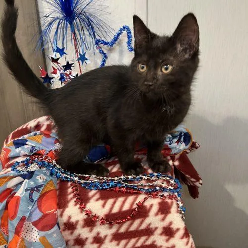 A baby small-sized male Black Domestic Short Hair cat named Oliver for adoption in Seven Valleys, PA