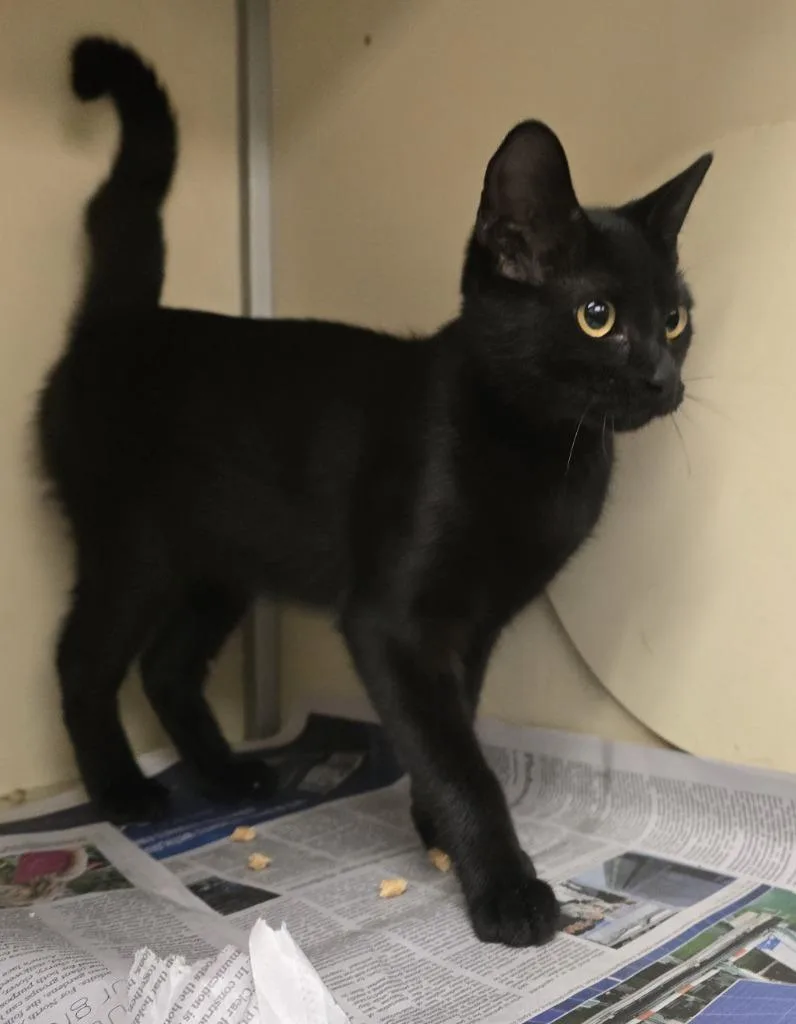 A young medium-sized male Domestic Short Hair cat named Bella for adoption in Humble, TX