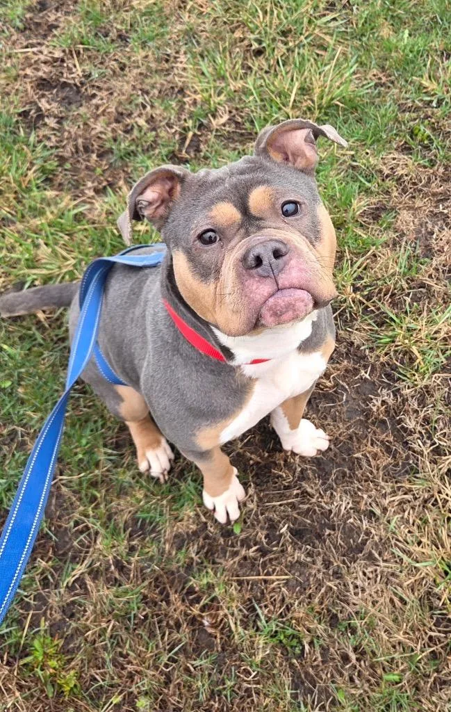A young medium-sized female Pit Bull Terrier dog named Reese for adoption in Effingham, IL