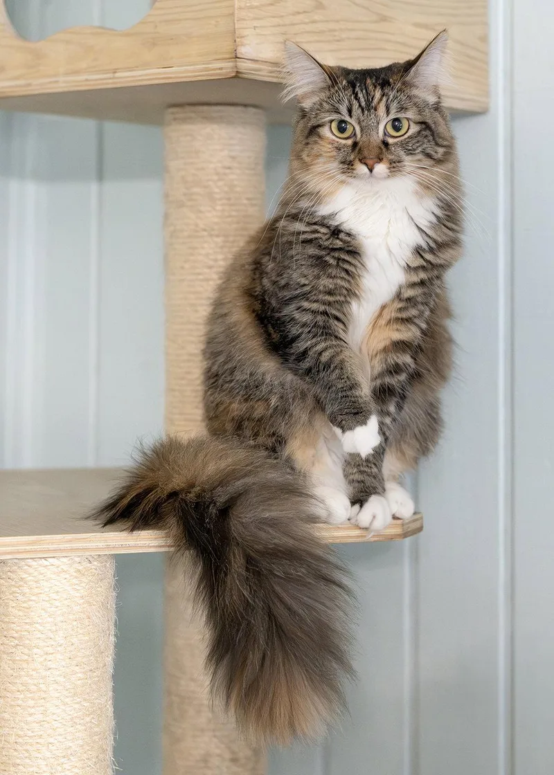 An adult medium-sized female Domestic Medium Hair cat named Kirsten for adoption in Buford, GA