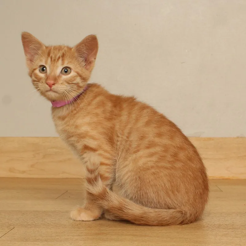 A baby small-sized male Orange / Red Domestic Short Hair cat named Grits C for adoption in Minnetonka, MN