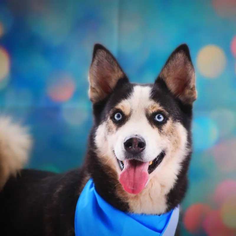 Haku Jum thumbnail 2