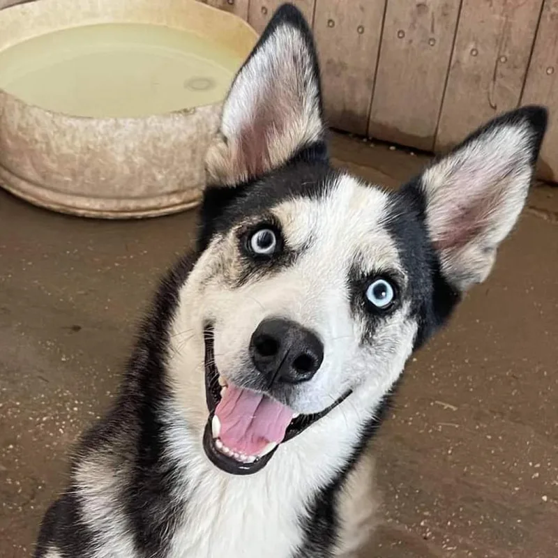 Haku Jum thumbnail 3