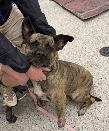 An adult large-sized female Brown / Chocolate Mixed Breed dog named Tiger Lily for adoption in Kansas City, MO
