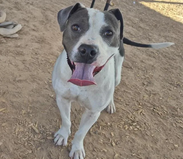 An adult medium-sized male Pit Bull Terrier dog named Rico for adoption in Albuquerque, NM