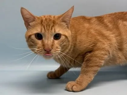 An adult small-sized male Domestic Short Hair cat named Tiger for adoption in Coon Rapids, MN